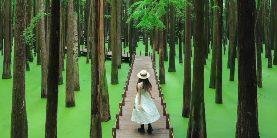 THƯỢNG HẢI - HÀNG CHÂU - HOÀNH THÔN - HOÀNG SƠN 6N5Đ NO SHOPPING [NEW] Tour Du Lịch Trung Quốc-1