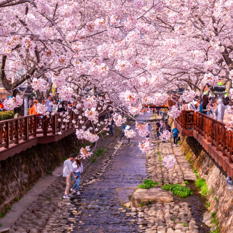 TOUR DU LỊCH HÀN QUỐC SEOUL - NAMI - EVERLAND HOA ANH ĐÀO Tour Du Lịch Hàn Quốc-1