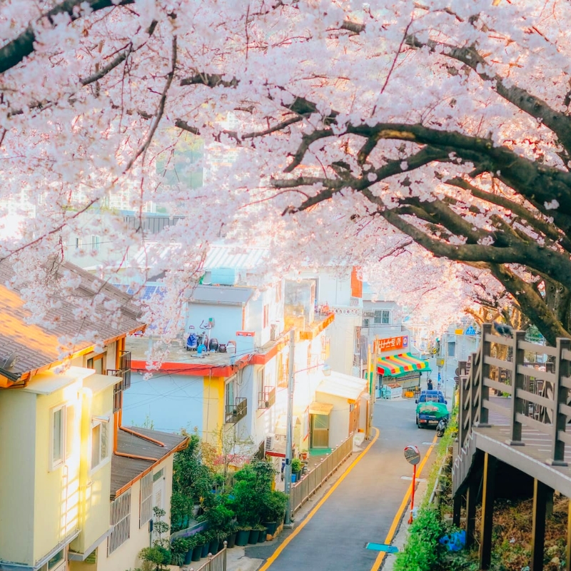 TOUR DU LỊCH HÀN QUỐC SEOUL - NAMI - EVERLAND HOA ANH ĐÀO Tour Du Lịch Hàn Quốc-1