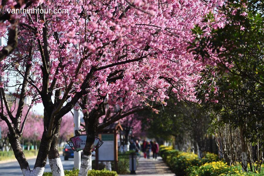 TOUR TRUNG QUỐC | CÔN MINH - ĐẠI LÝ - LỆ GIANG - SHANGRILA 6N5Đ Tour Du Lịch Trung Quốc-1